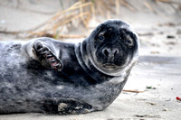 Gray Seal Pup